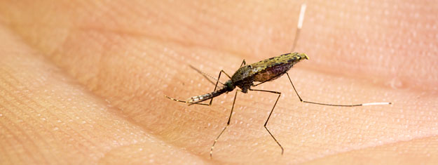 Anophèle Anophèle