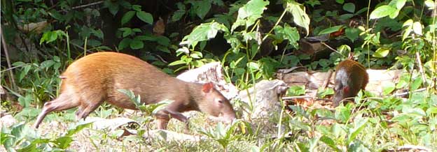 Affut agouti Affut agouti