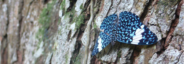 Papillon Papillon
