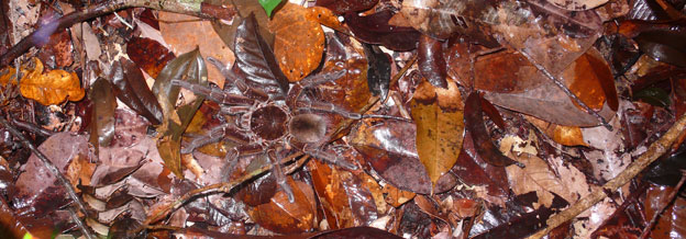 Mygale camouflée Mygale camouflée