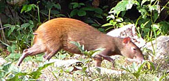 Observation de la faune