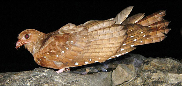 Guacharo des cavernes (Steatornis caripensis) Guacharo des cavernes (Steatornis caripensis)