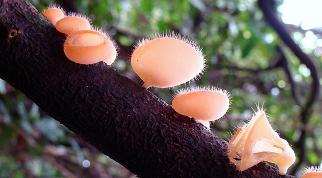Champignons Champignons