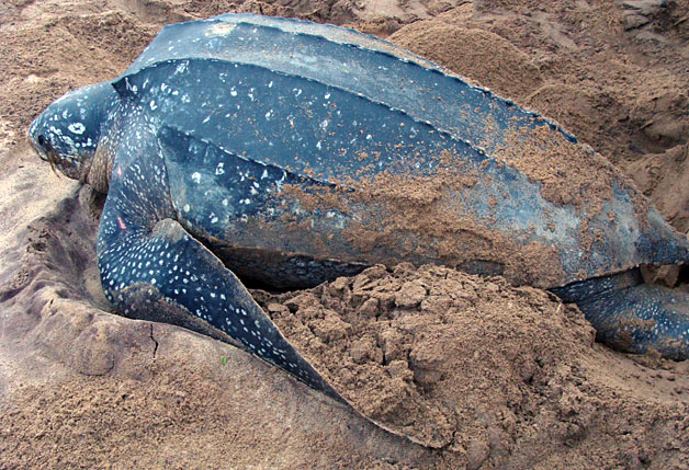 Tortue luth dans la réserve naturelle de l'Amana Tortue luth dans la réserve naturelle de l'Amana