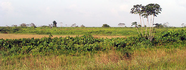 Savane Mana Savane Mana