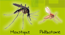 Comparaison moustique/phlebotome