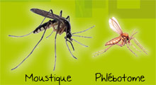 Comparaison moustique/phlebotome Comparaison moustique/phlebotome
