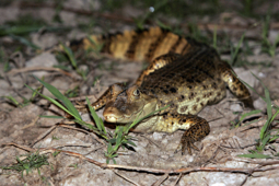 Caiman