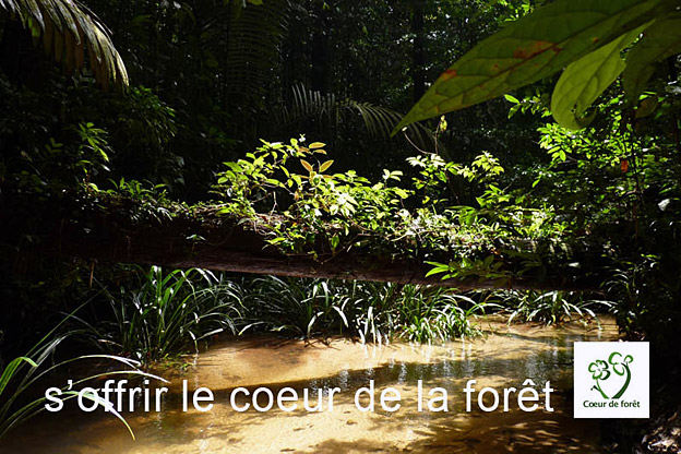Coeur de Forêt Coeur de Forêt