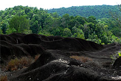 Savane-roche Virginie