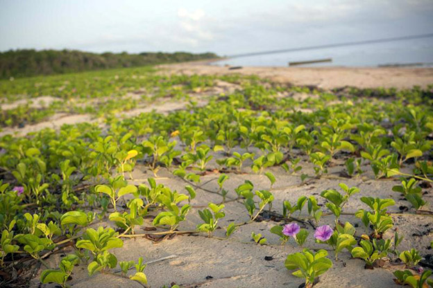 Plage de la réserve de l'Amana - Crédit photo : O. Jobard