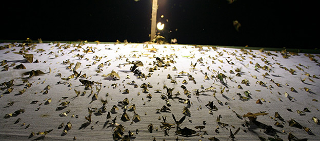 Chasse entomologique