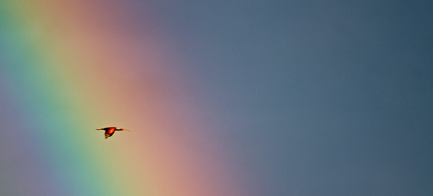 Ibis Rouge © J. Darribeau