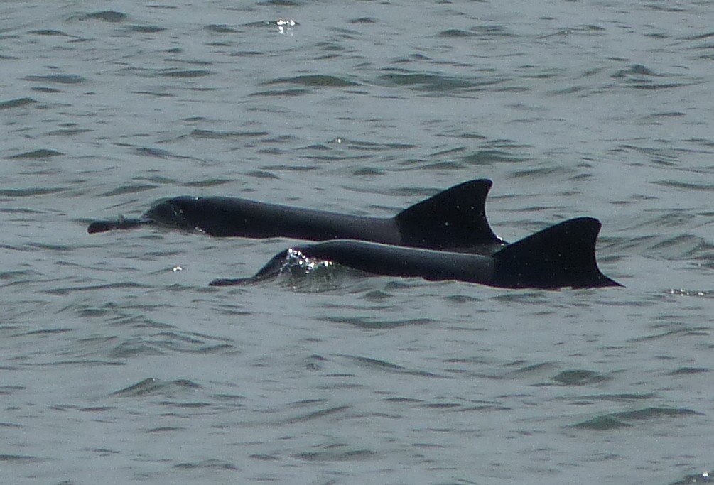 Sotalies 24 juillet 2015 WWF