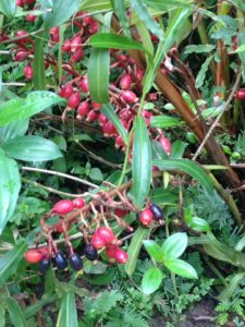 jardin botanique 10